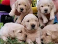 Baby face gülen surat golden retriever 