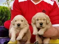 Baby face gülen surat golden retriever 