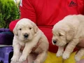 Baby face gülen surat golden retriever 