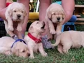Baby face gülen surat golden retriever 