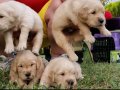 Baby face gülen surat golden retriever 