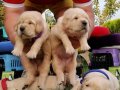 Baby face gülen surat golden retriever 