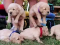 Baby face gülen surat golden retriever 