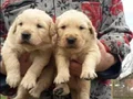 Baby face gülen surat golden retriever 