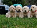 Baby face gülen surat golden retriever 
