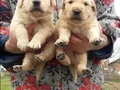 Baby face gülen surat golden retriever 