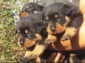 Koca kafa dev Rotweiler 