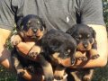 Koca kafa dev Rotweiler 