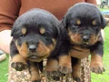 Koca kafa dev Rotweiler 