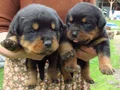 Koca kafa dev Rotweiler 