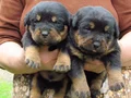 Koca kafa dev Rotweiler 