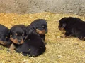 Koca kafa dev Rotweiler 