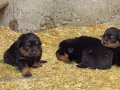 Koca kafa dev Rotweiler 