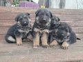 A kalite Alman Çoban yavrular 