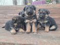 A kalite Alman Çoban yavrular 
