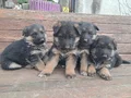 A kalite Alman Çoban yavrular 
