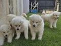 Kartopu samoyed 