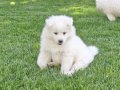 Kartopu samoyed 