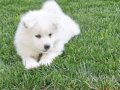 Kartopu samoyed 