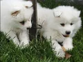 Kartopu samoyed 