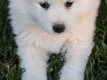 Kartopu samoyed 