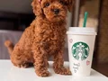 Mükemmel poodle yavrular 