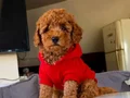 Mükemmel poodle yavrular 