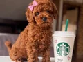 Mükemmel poodle yavrular 