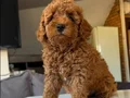 Mükemmel poodle yavrular 