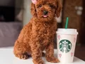 Mükemmel poodle yavrular 