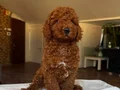 Mükemmel poodle yavrular 