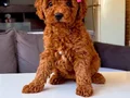 Mükemmel poodle yavrular 