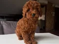 Mükemmel poodle yavrular 