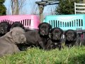 Efsane Cane corso 