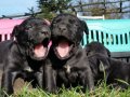 Efsane Cane corso 
