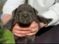 Efsane Cane corso 