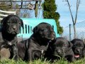 Efsane Cane corso 