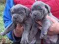 Efsane Cane corso 
