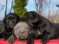 Efsane Cane corso 