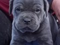 Efsane Cane corso 