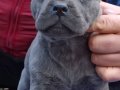 Efsane Cane corso 