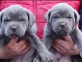 Efsane Cane corso 