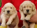 Baby face golden retriever 