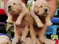 Baby face golden retriever 