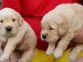 Baby face golden retriever 