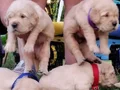 Baby face golden retriever 