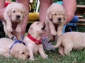 Baby face golden retriever 