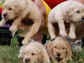 Baby face golden retriever 