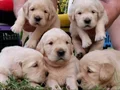 Baby face golden retriever 