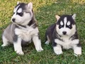 Boncuk gözlü sibirya kurdu 
